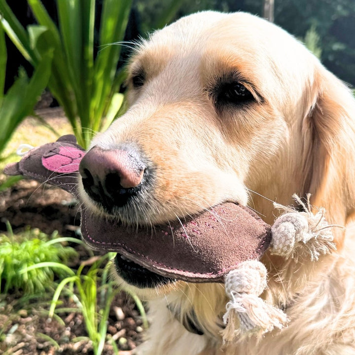Baz the Bear Dog Toy- Brown