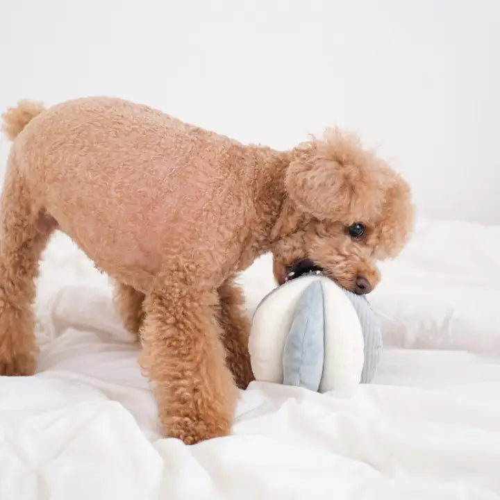 Toto Enrichment Dog Toy Marine